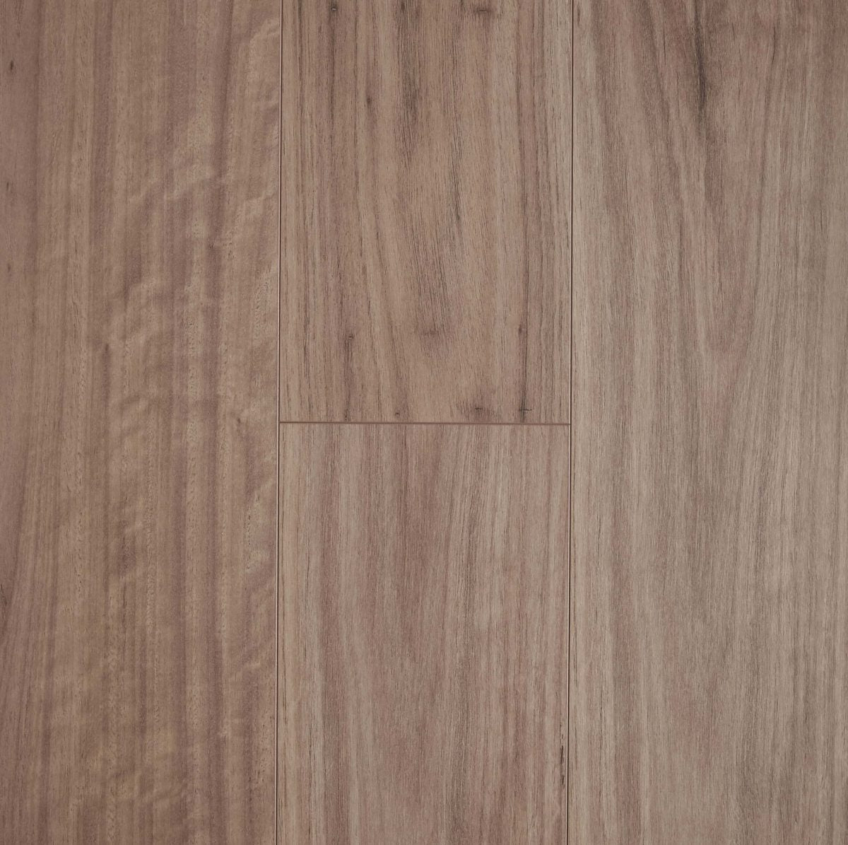 Blackbutt