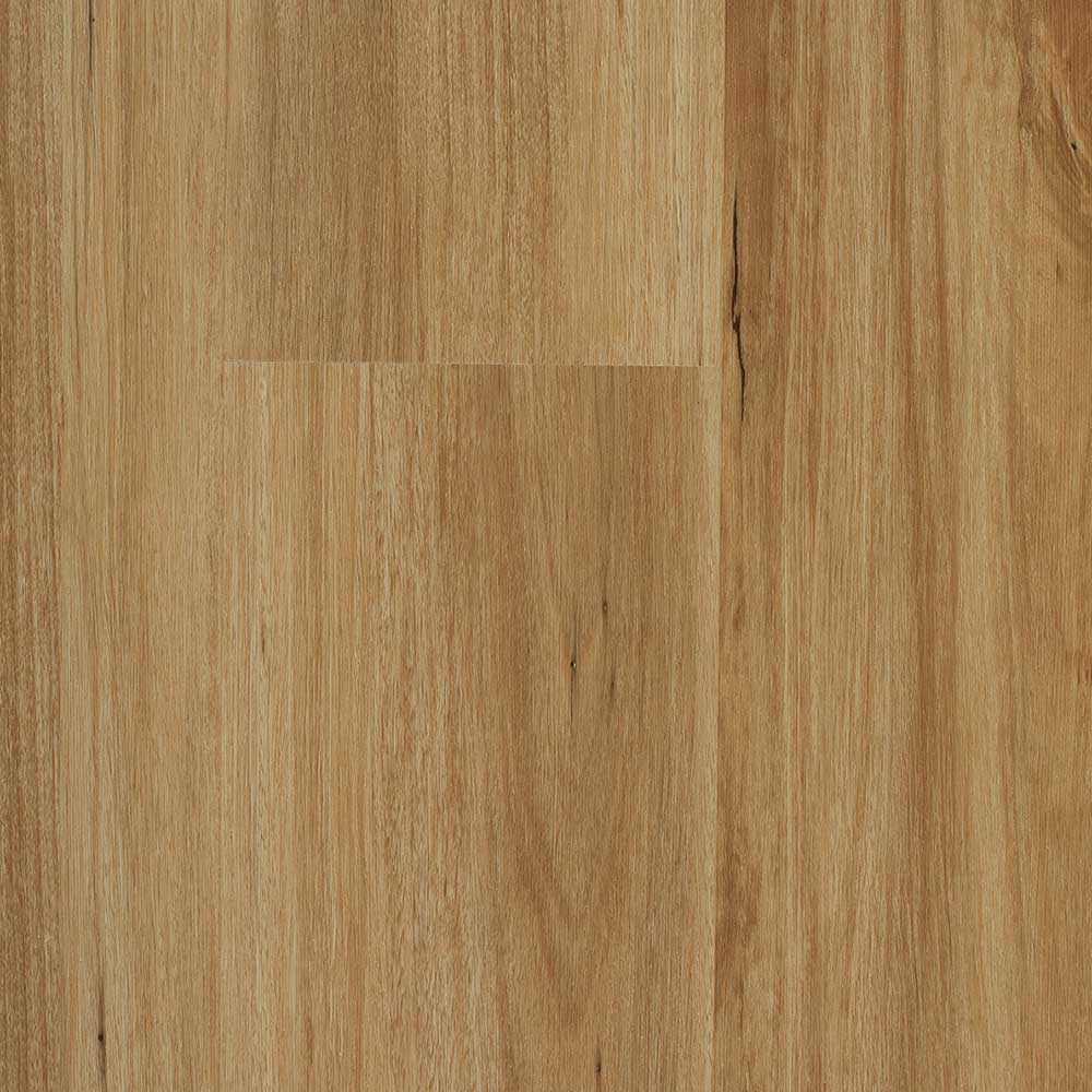 Blackbutt