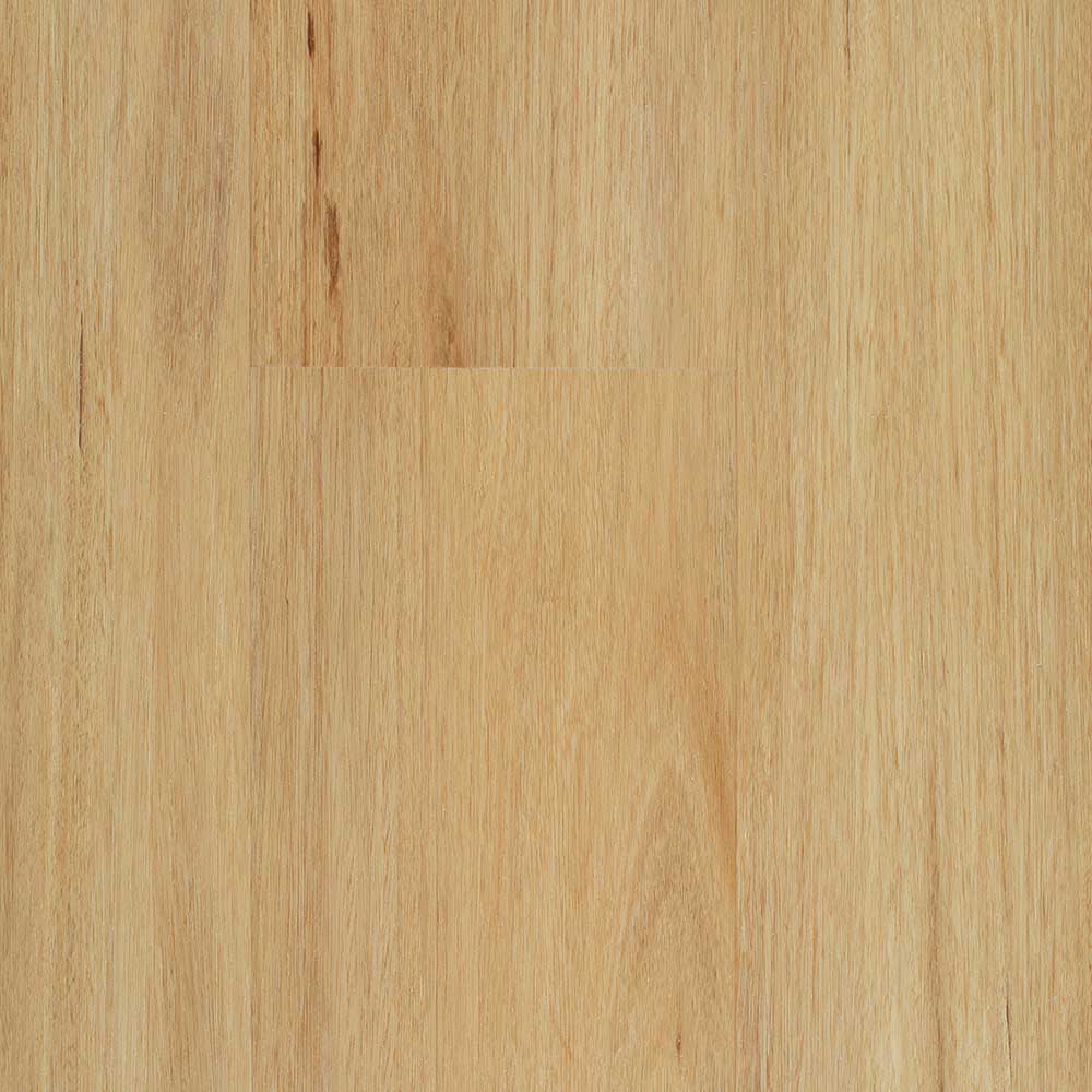 Coastal Blackbutt