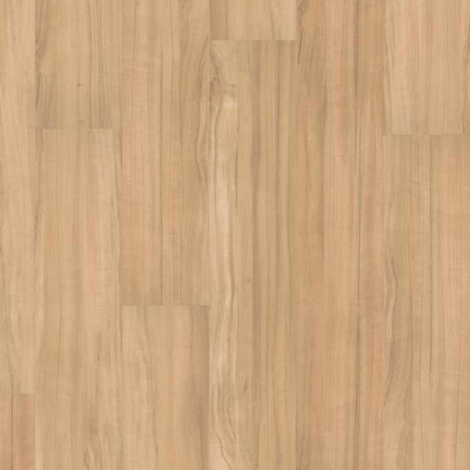 Sassafras 9413