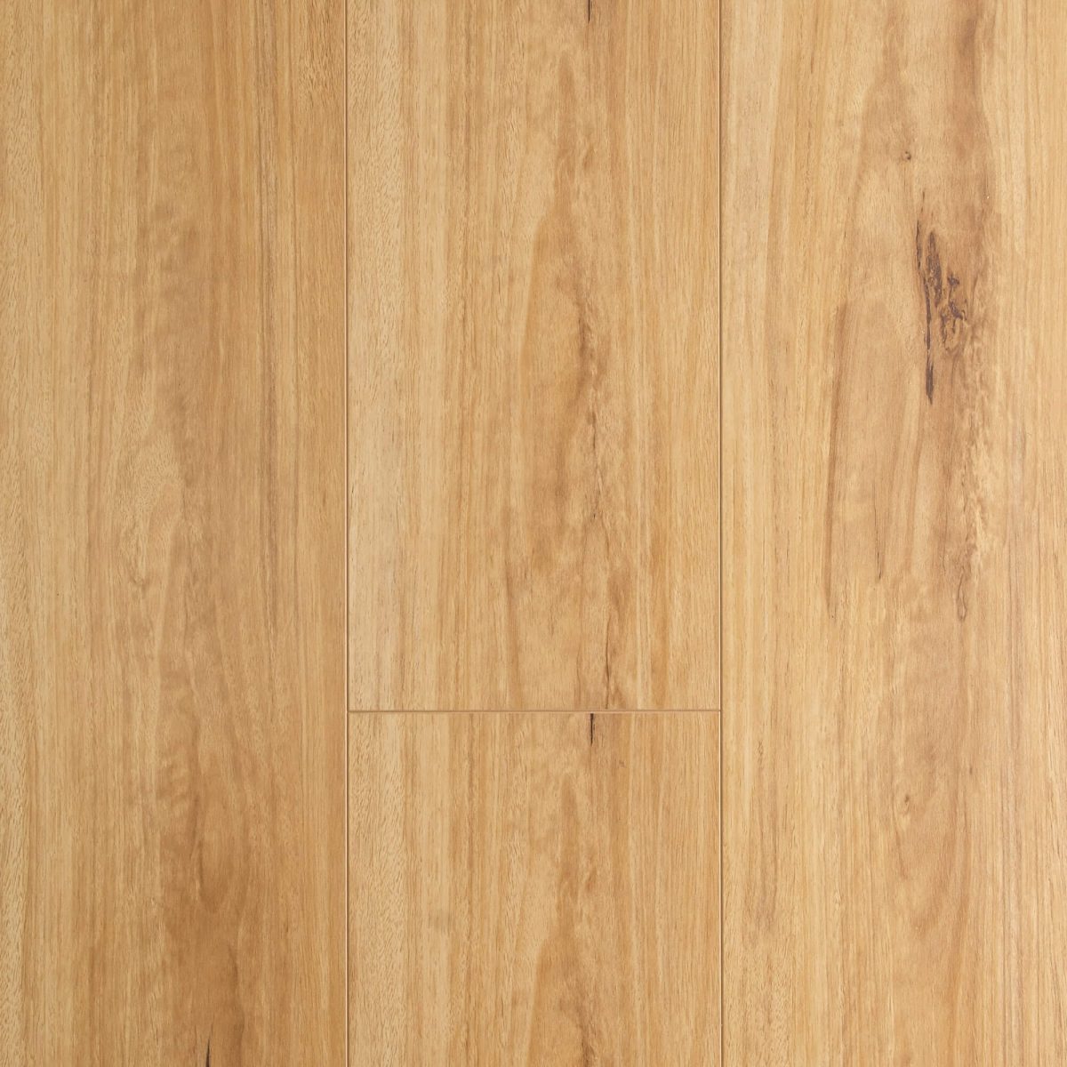Blackbutt