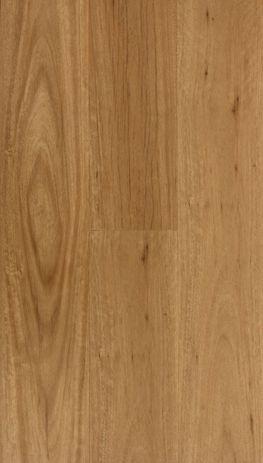 Coastal Blackbutt