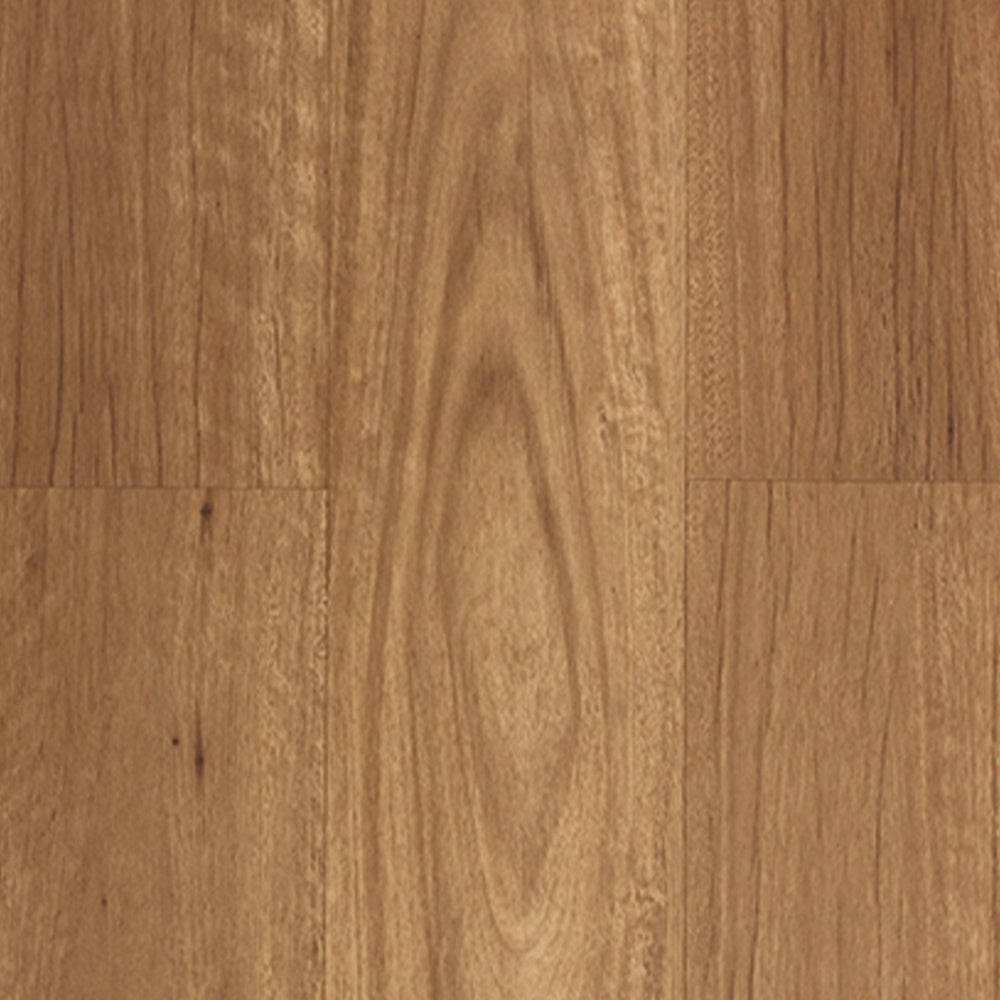 New England Blackbutt
