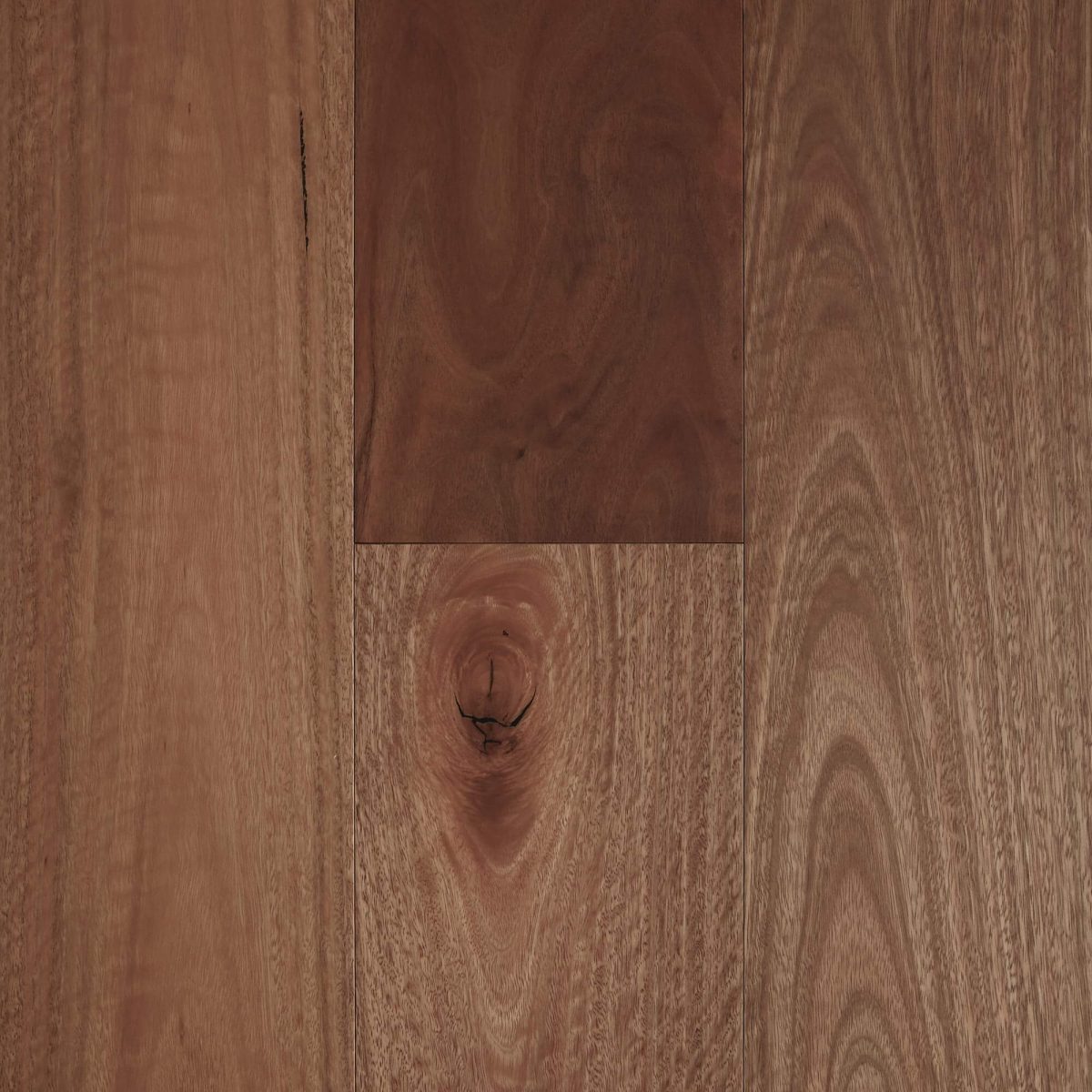 Spotted Gum