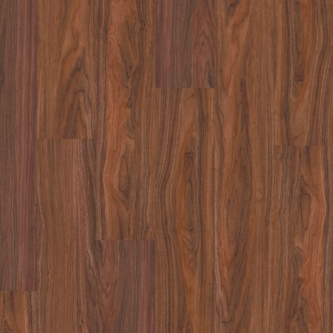 Tasmanian Myrtle 2415