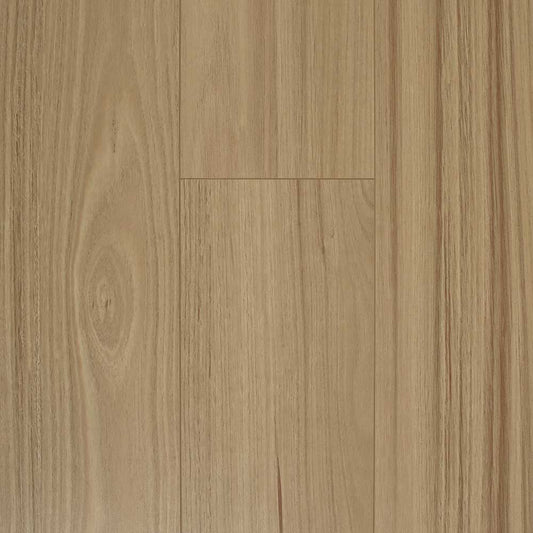 Coastal Blackbutt
