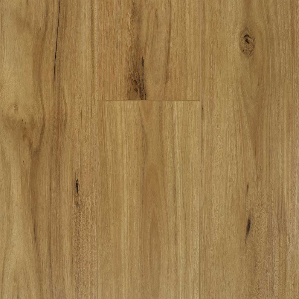 Blackbutt
