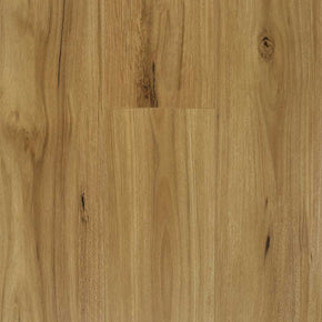 Blackbutt - 2022112812503315