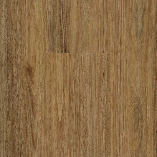 Spotted Gum