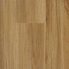 Blackbutt - 2022112813162574