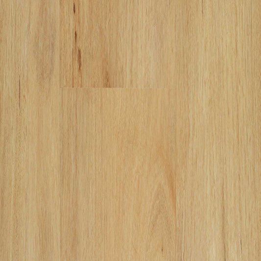 Coastal Blackbutt