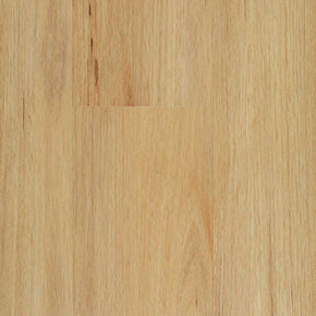 Coastal Blackbutt - 20221128132643869