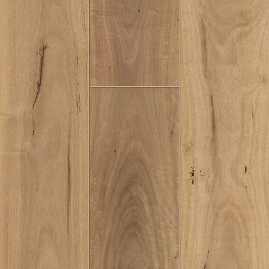 Blackbutt