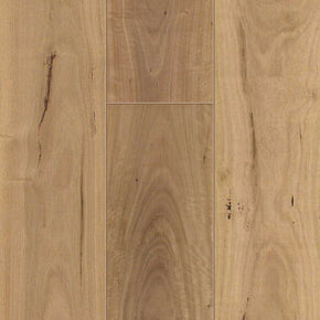 Blackbutt - 202427154715204
