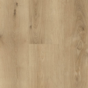 Chicory - Aspire_Chicory-1200x1151