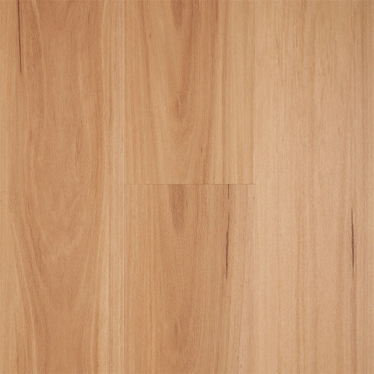 Northern Blackbutt