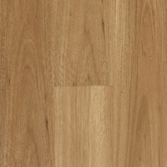 Blackbutt