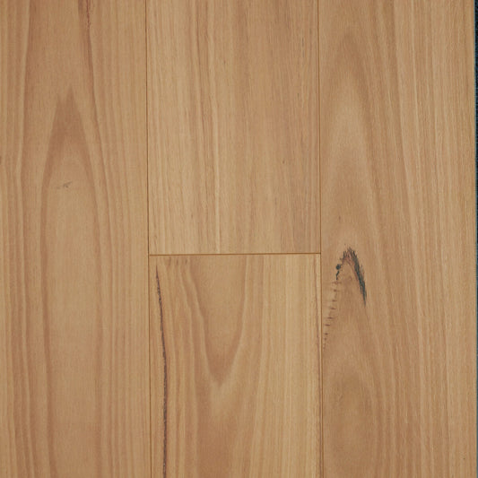 Blackbutt