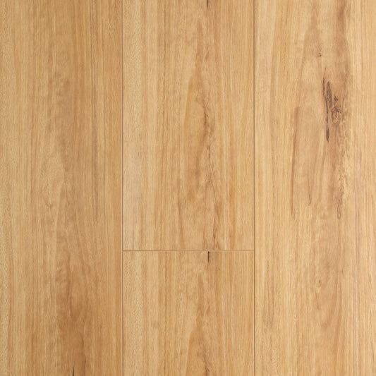 Blackbutt