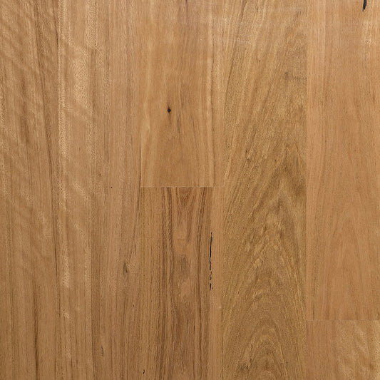 MB Blackbutt