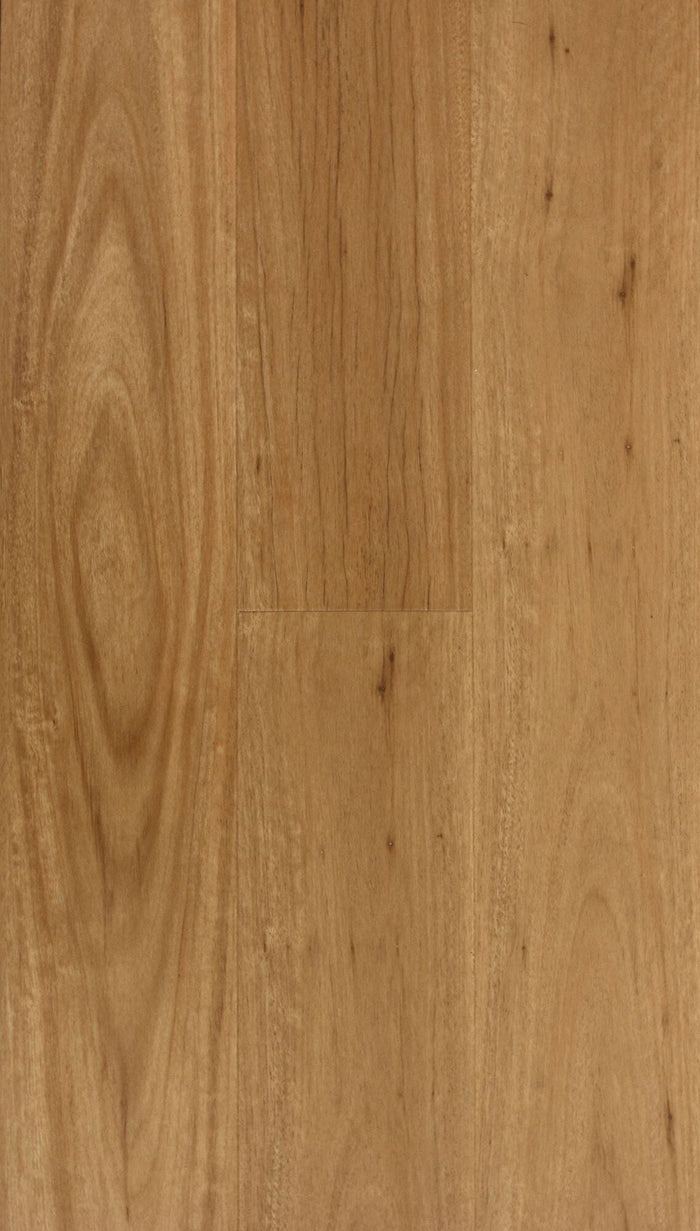Coastal-Blackbutt-swatch