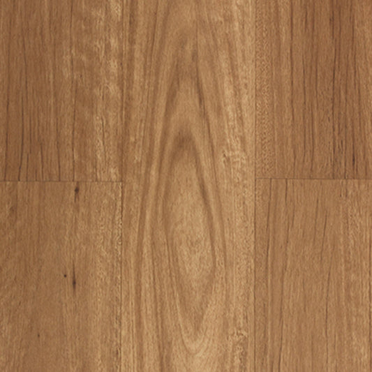 New England Blackbutt
